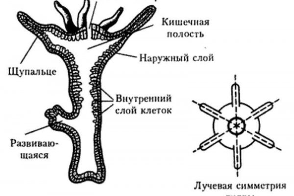 Кракен почему не заходит